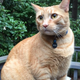 Image for article titled Man Pledges to Send Dead Cat Into Space, Whether You Help Him or Not